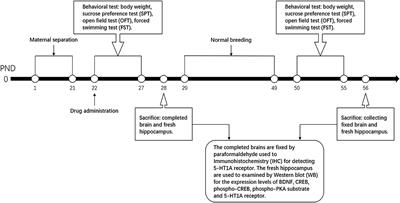 SiNiSan Ameliorates the Depression-Like Behavior of Rats That Experienced Maternal Separation Through 5-HT1A Receptor/CREB/BDNF Pathway